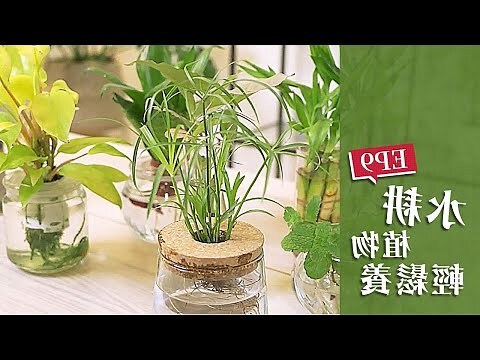 辦公室 水耕植物